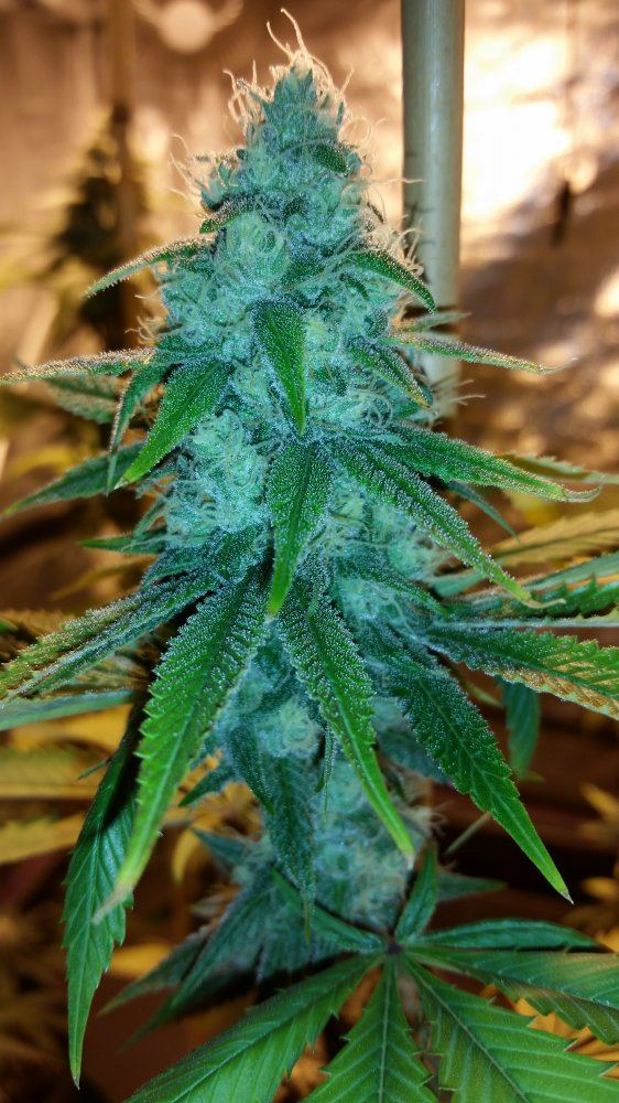 GojiFlower12