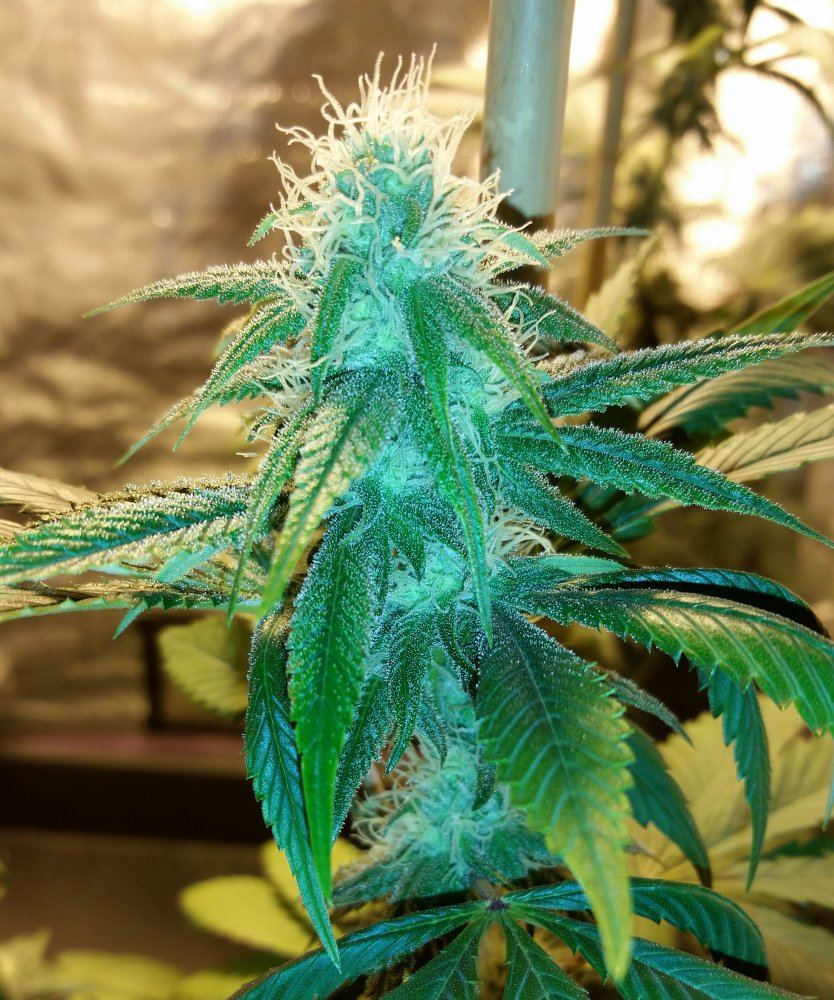 GojiFlower6