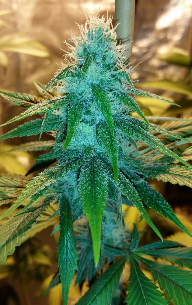 GojiFlower7