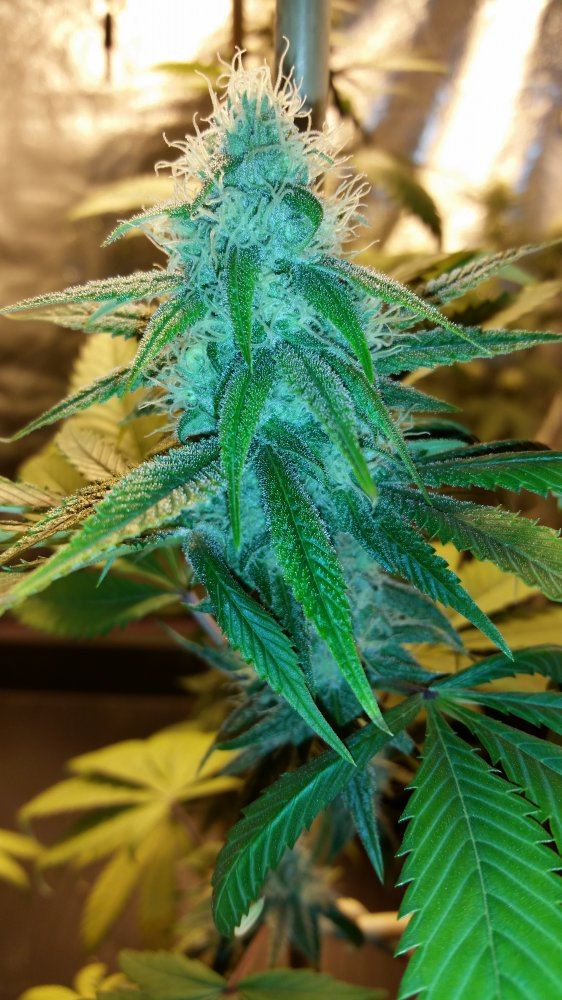 GojiFlower8