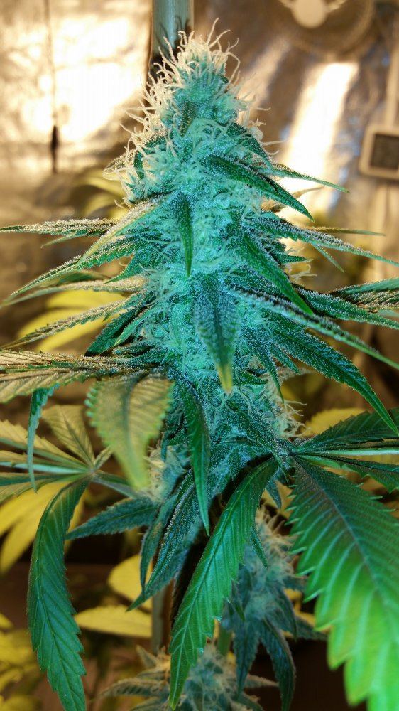 GojiFlower9