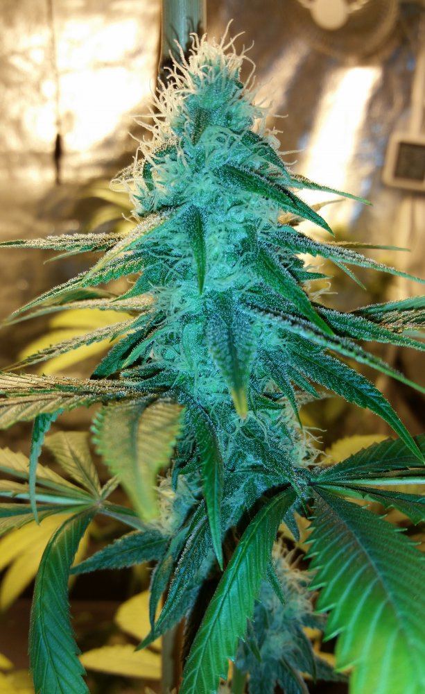 GojiFlower9