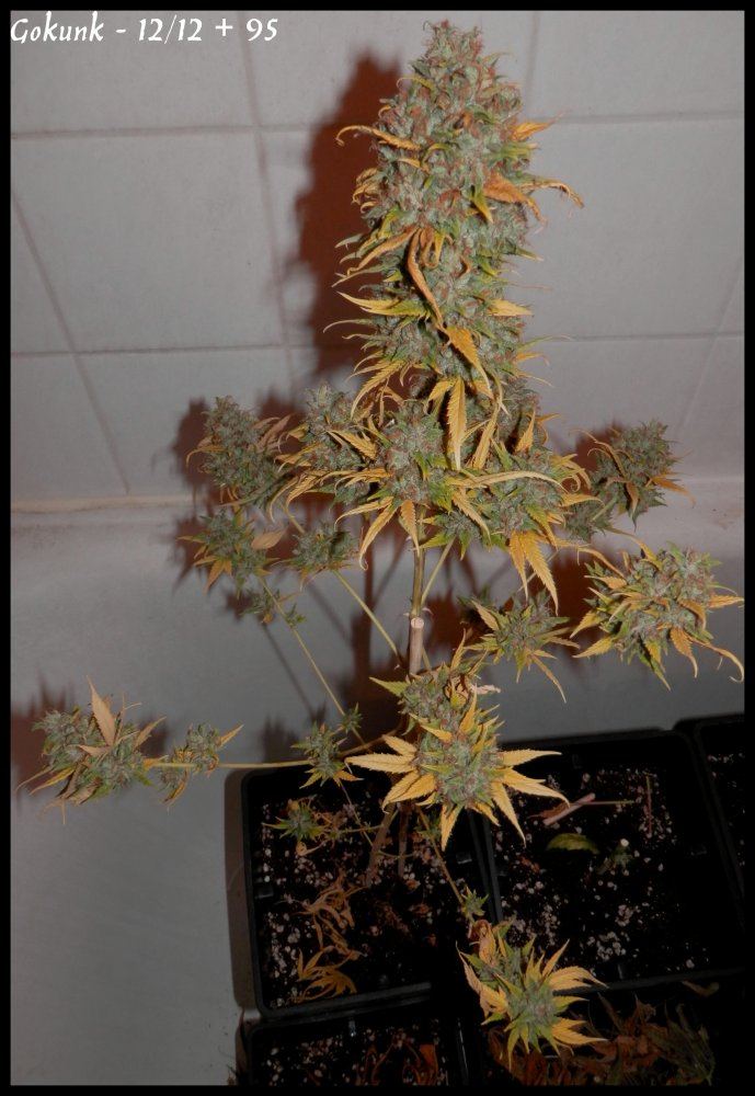 Gokunk   95days   2