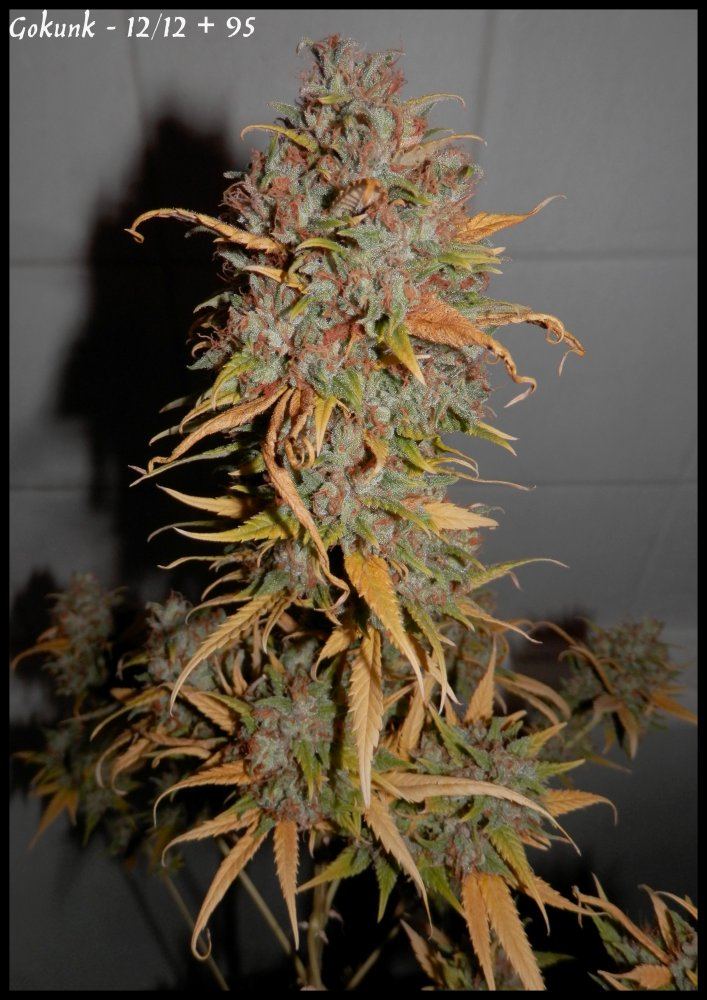 Gokunk   95days   3
