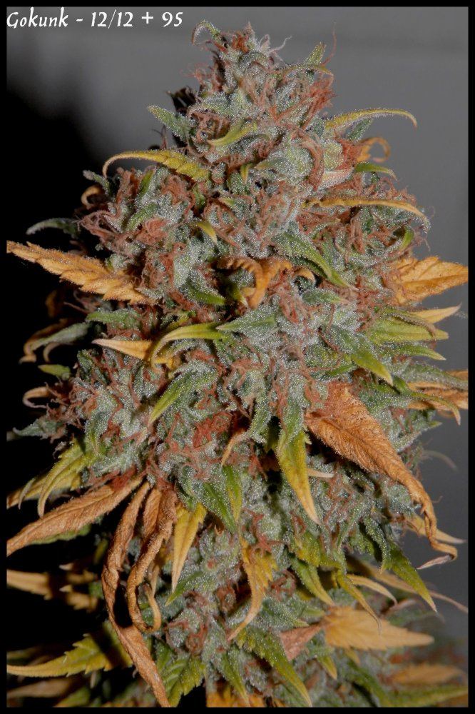 Gokunk   95days   4