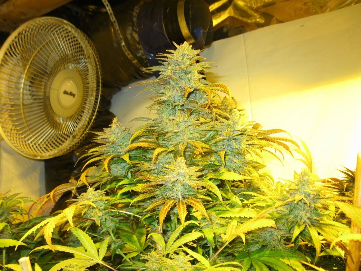 Gold dust chop 010
