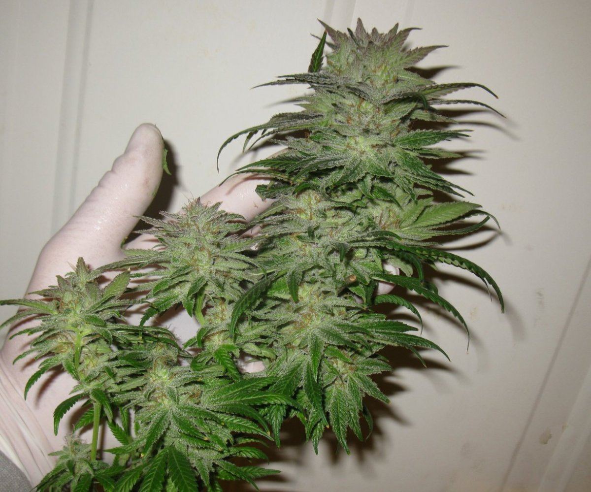 Gold dust chop 021