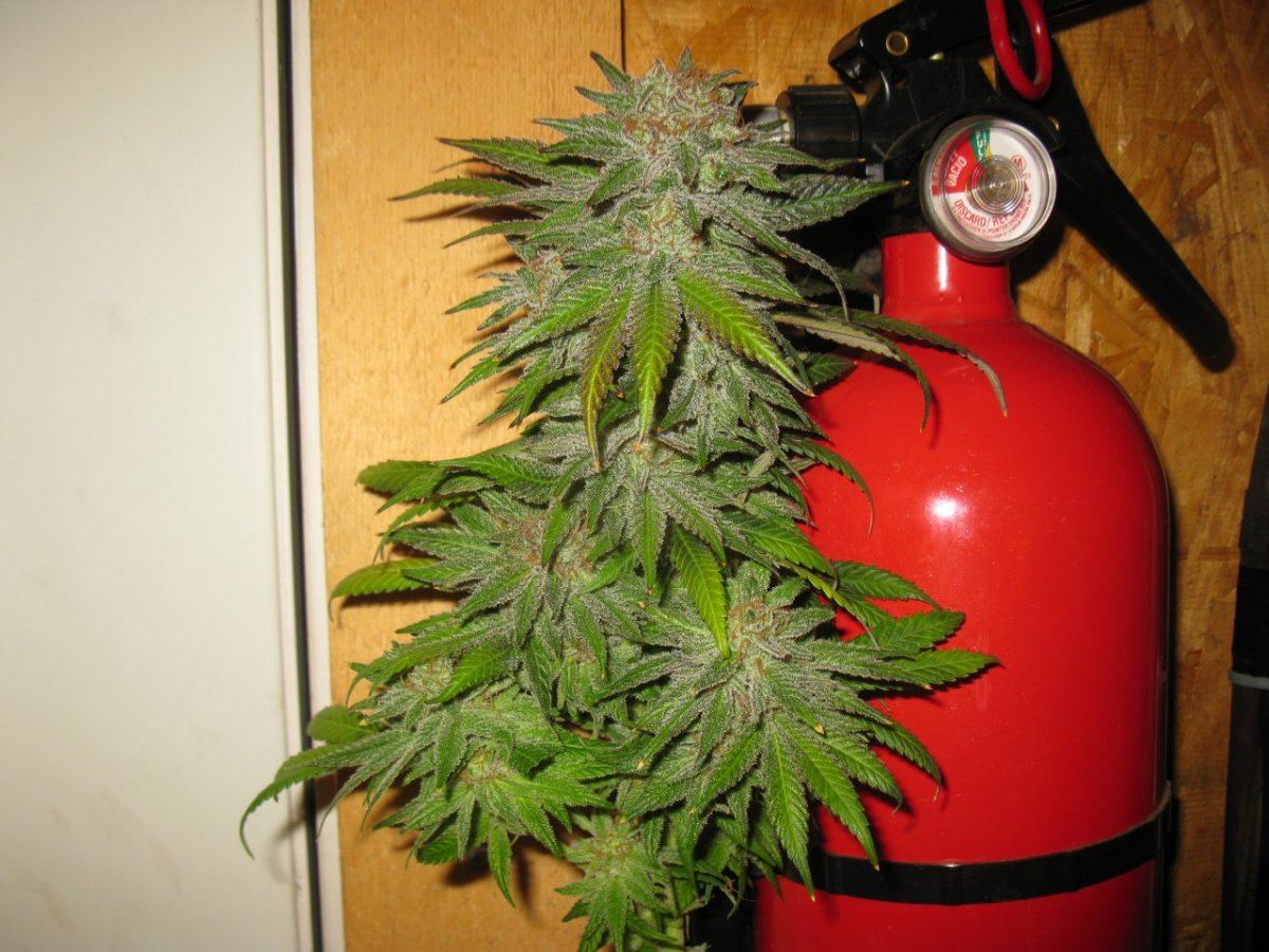Gold dust chop 026