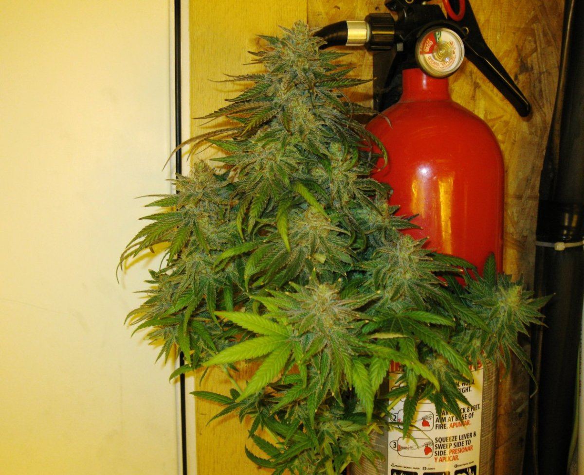 Gold dust chop 031