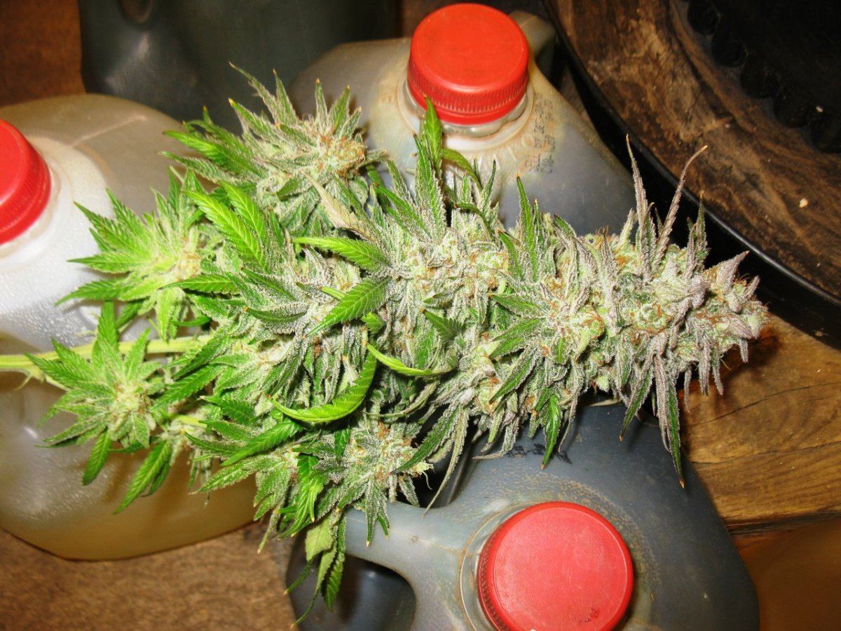 Gold dust chop 043