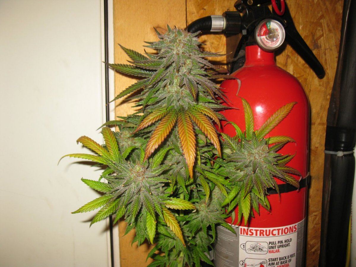 Gold dust chop 048