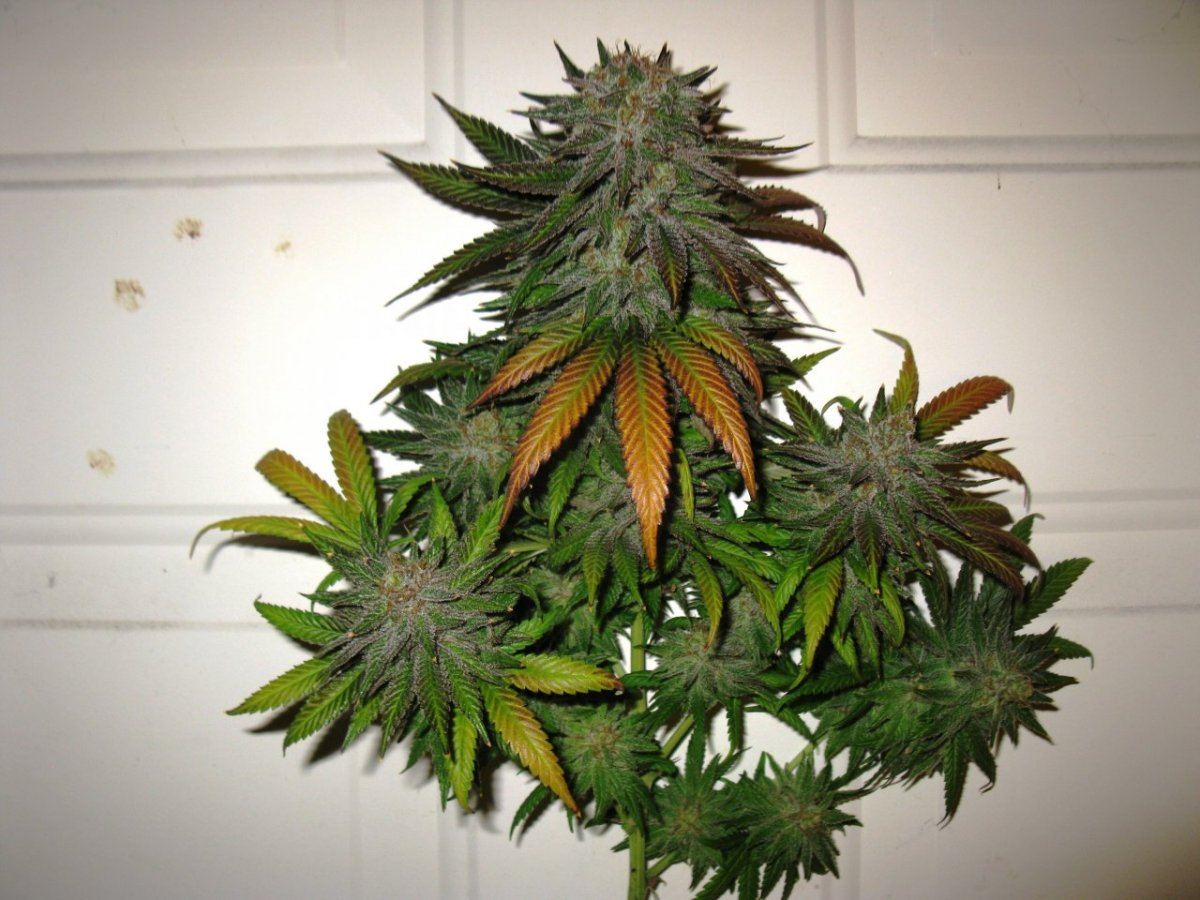 Gold dust chop 049