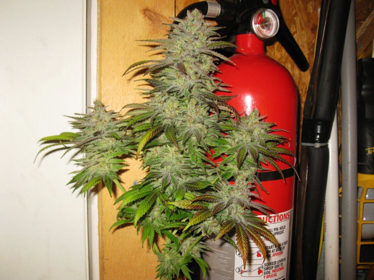 Gold dust chop 053