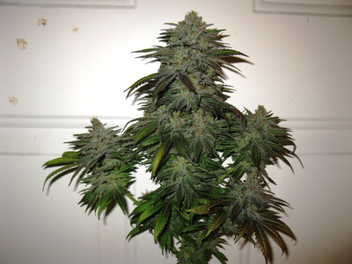 Gold dust chop 054