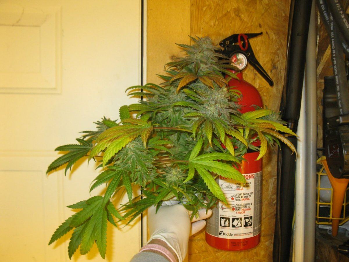 Gold dust chop leafy 012
