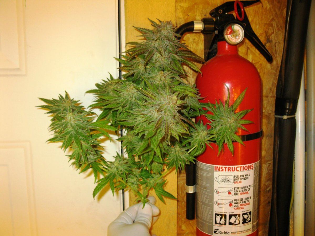 Gold dust chop no leaf 013