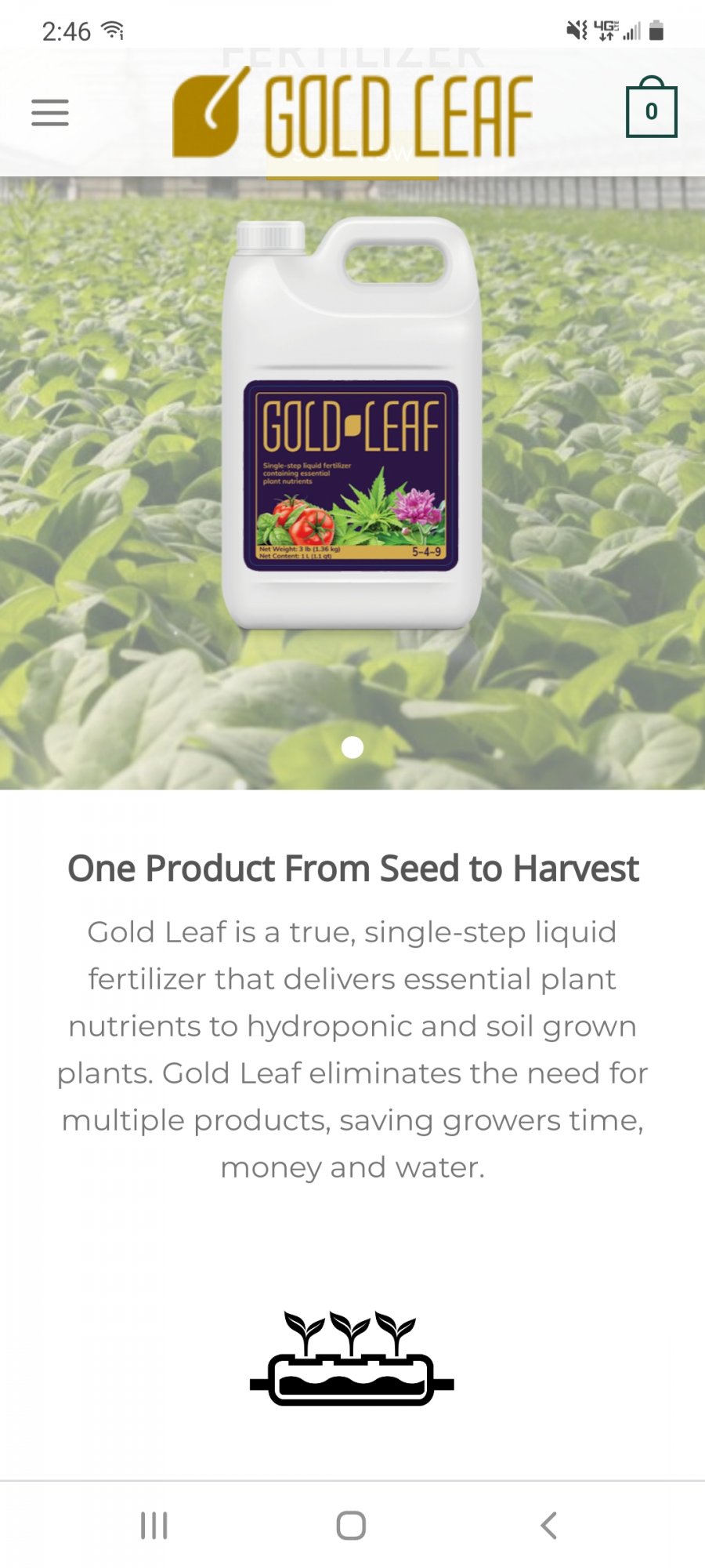 Gold leaf fertilizer usage anyone? - THCFarmer