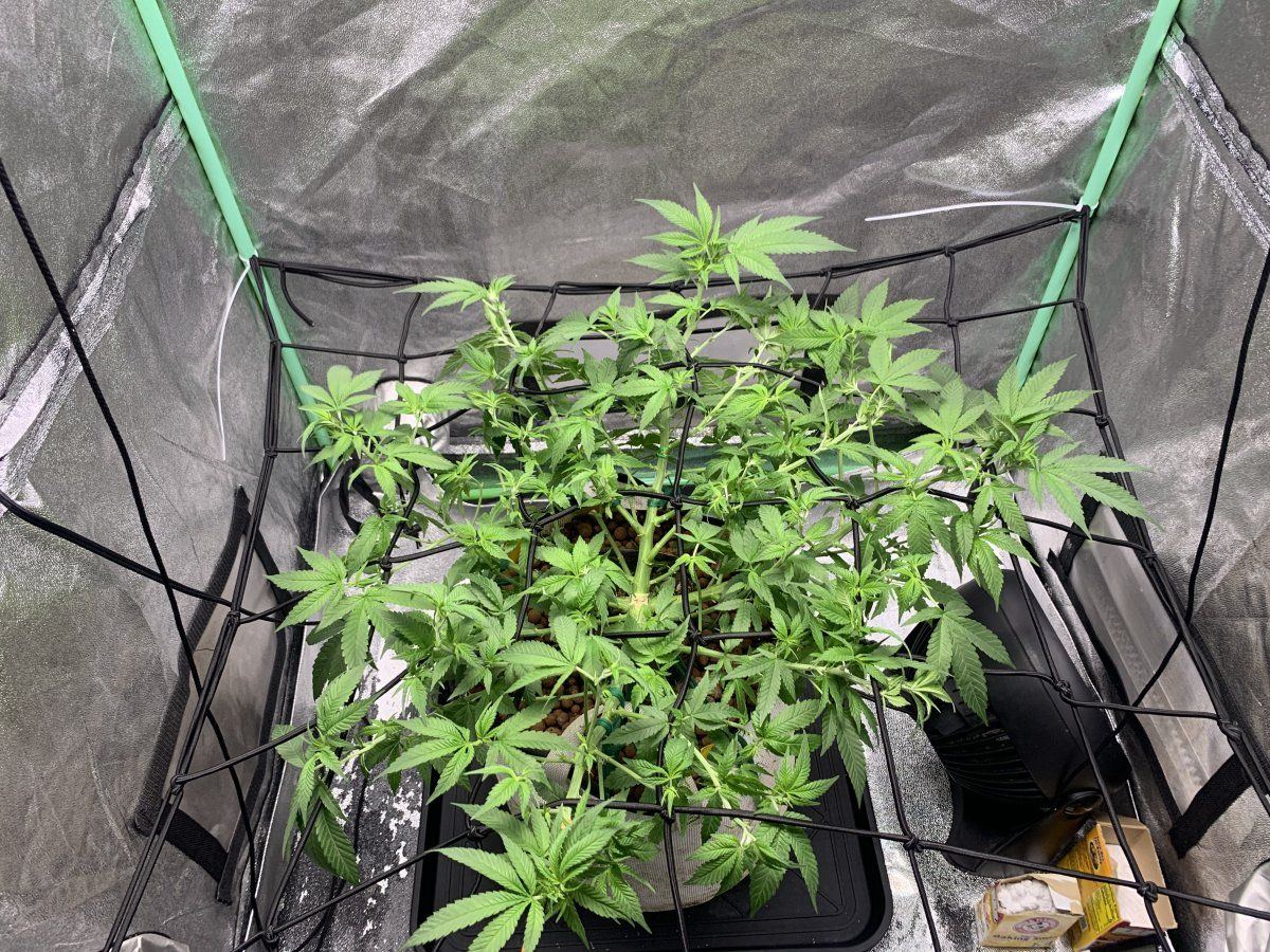 Gold leaf grow 2022 progress progress 2