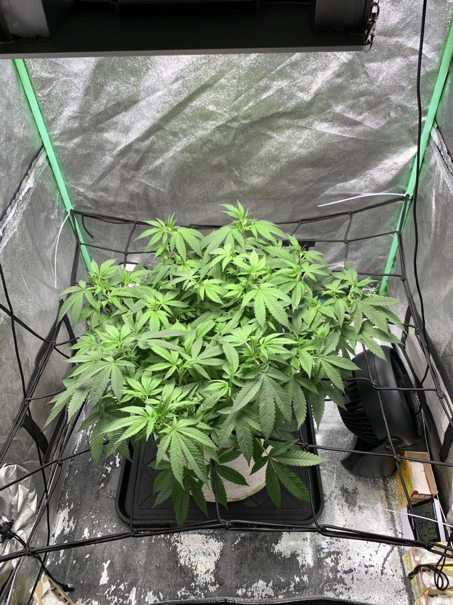 Gold leaf grow 2022 progress progress