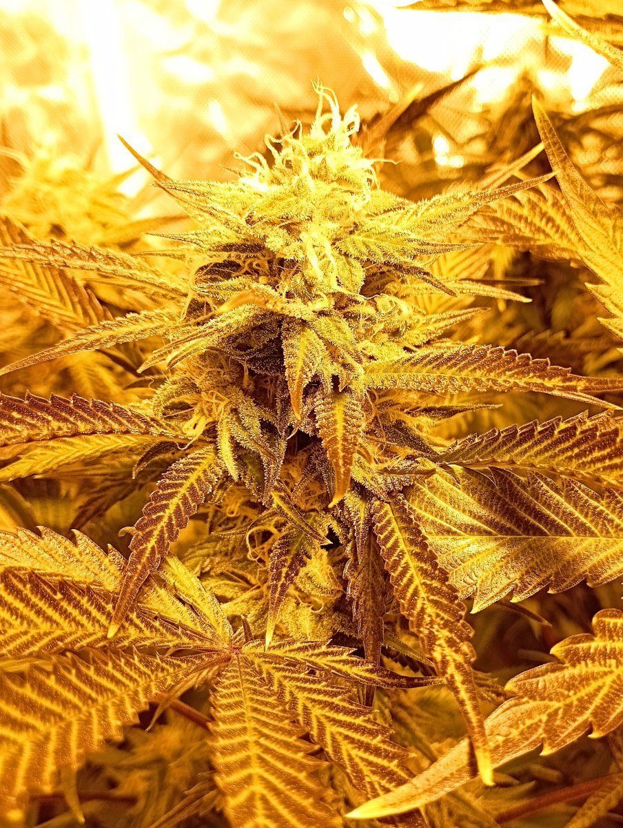 Goldcb