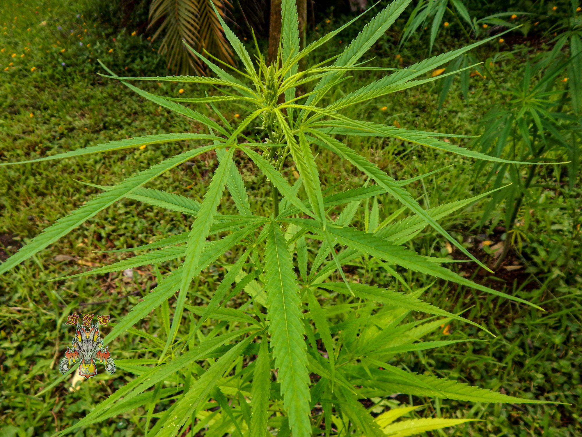 Golden dragon 6