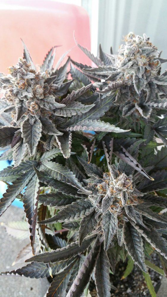 Golden lion genetics test grow