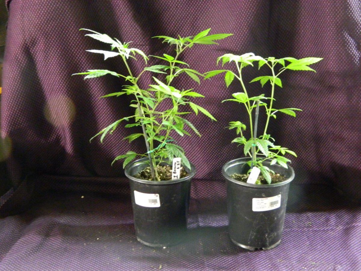 Golden lions 014