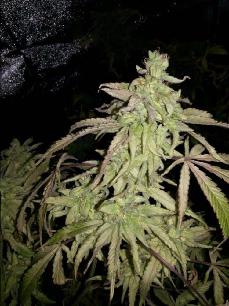 Golden magik seedpro