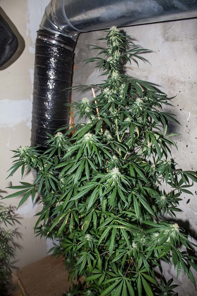 Golden Pineapple 55 weeks private