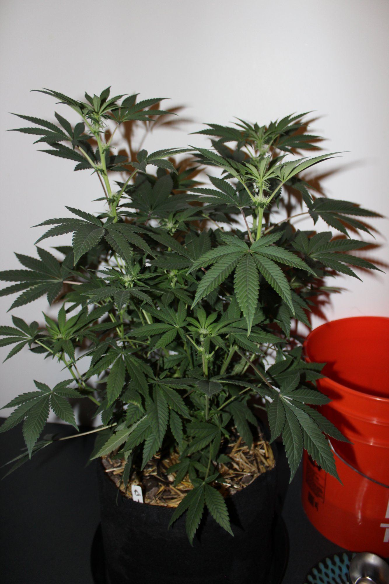 Golden Triangle88G13HP