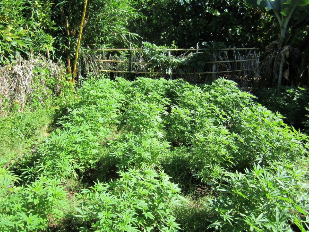 GoldenBamboo1