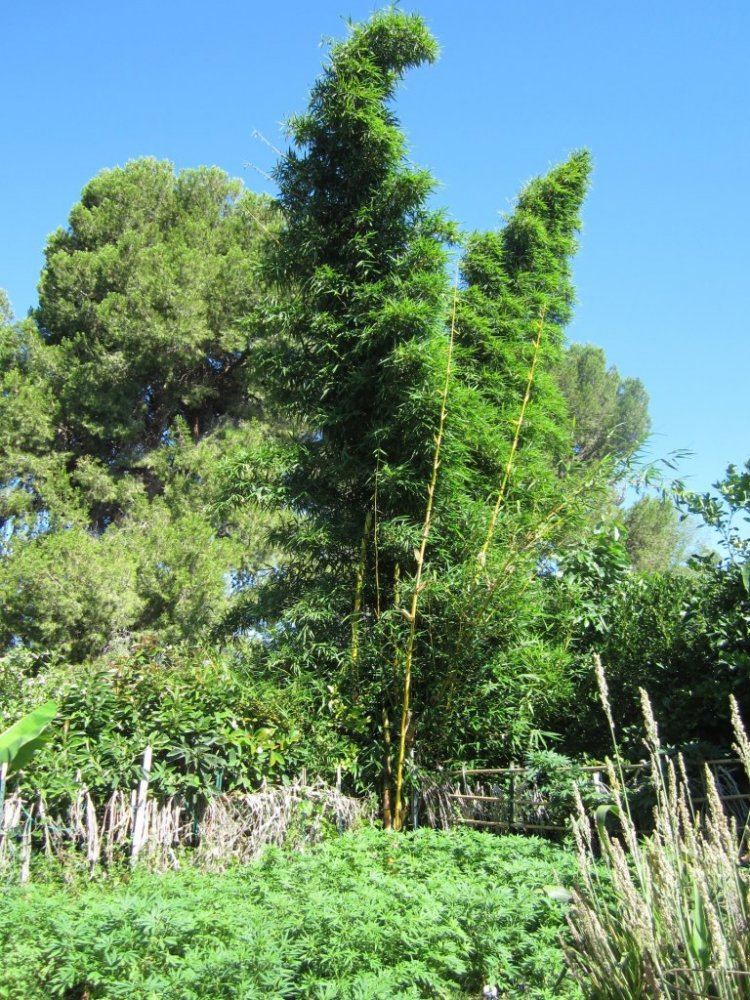 GoldenBamboo2