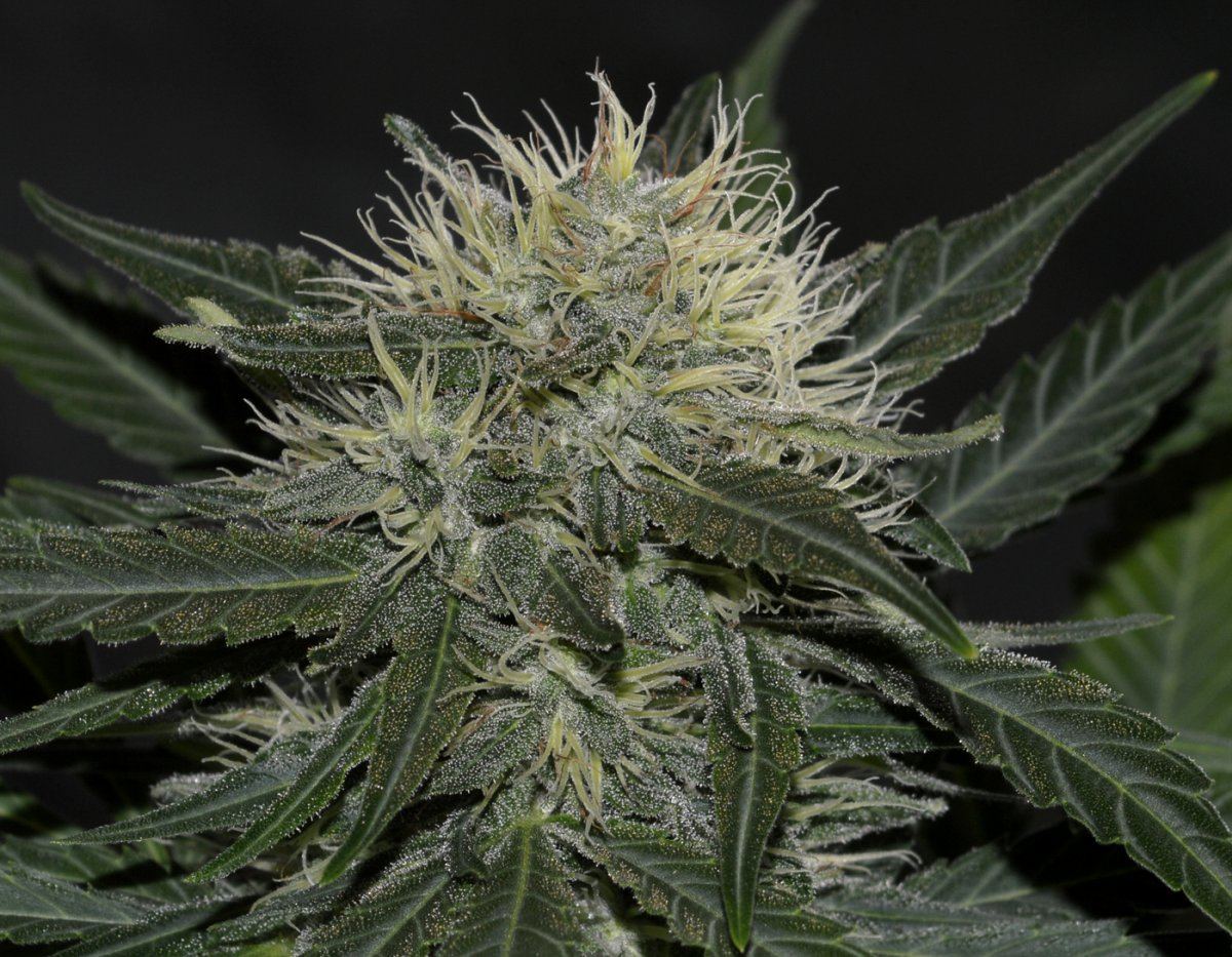 Goldenfrost1