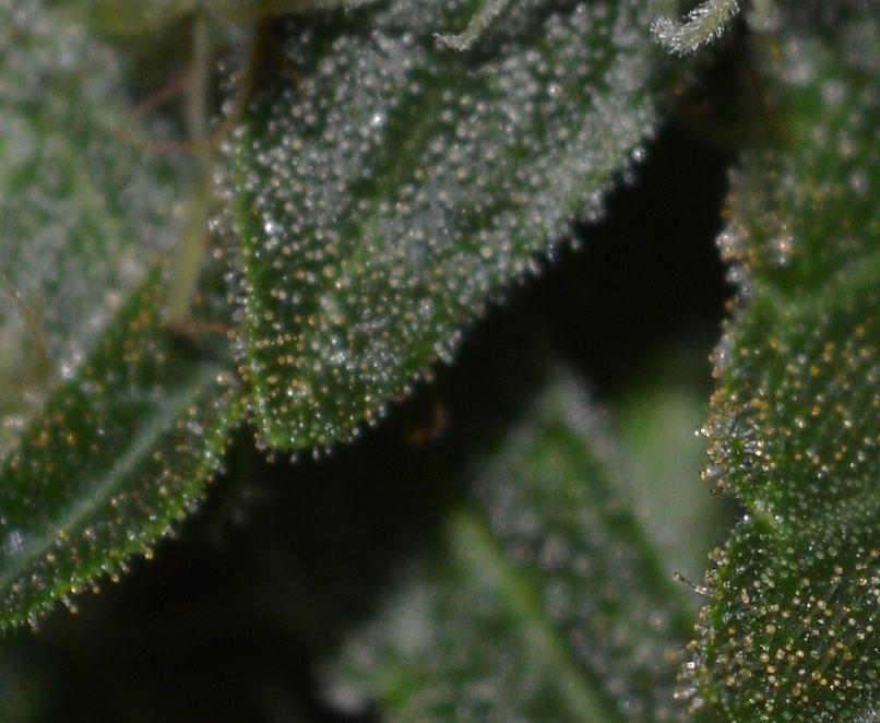 Goldenfrost3