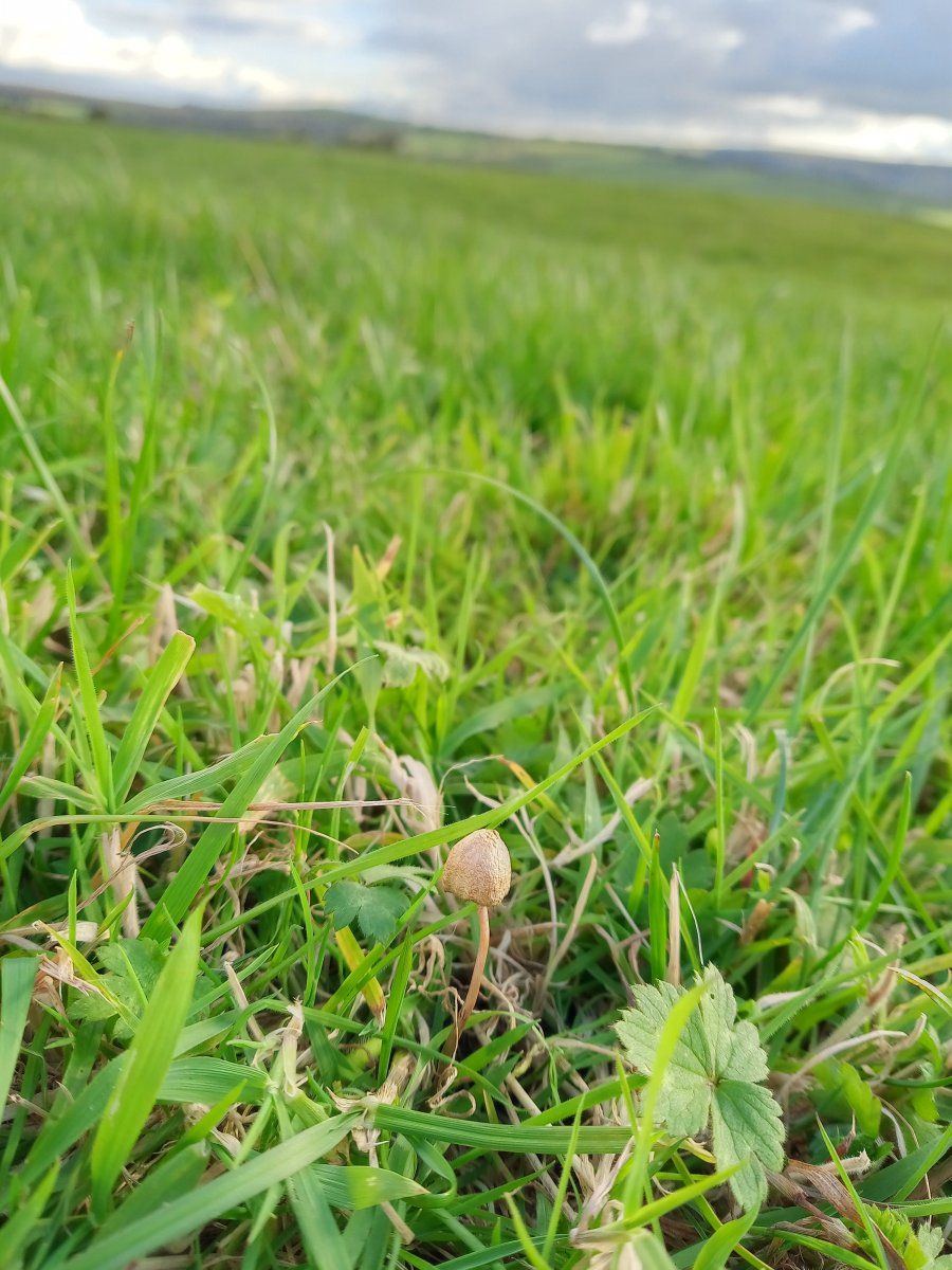 Goldmushroom