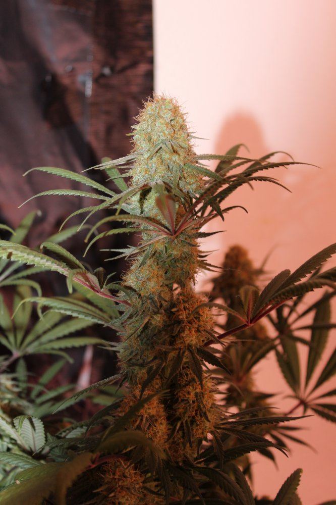 Goldstar late flower cola