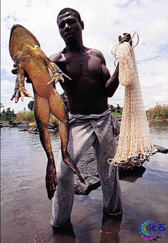 Goliath frog cn
