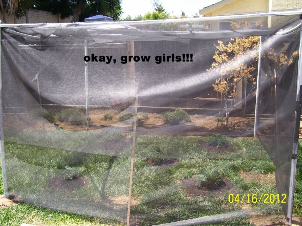 Gonna be a great 2012backyard grow has begun 6
