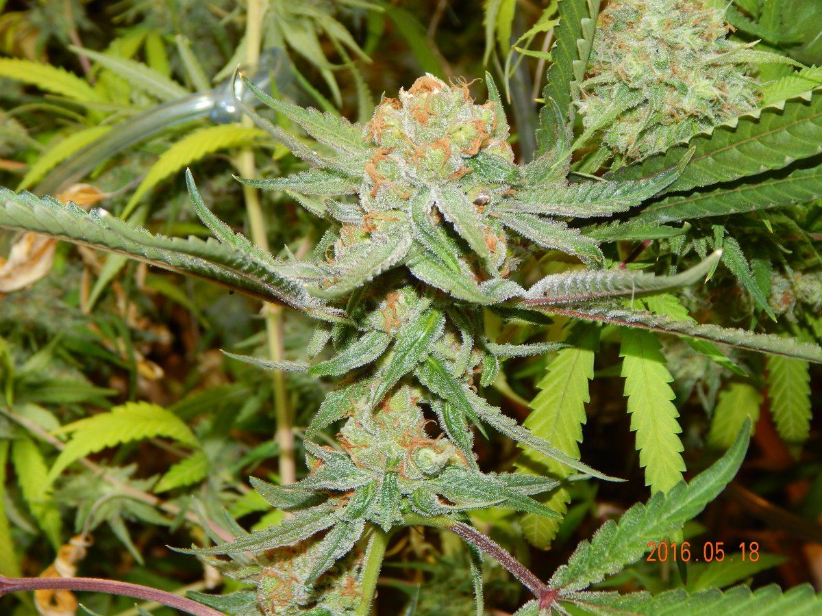 Good camera pics mid week 8 027