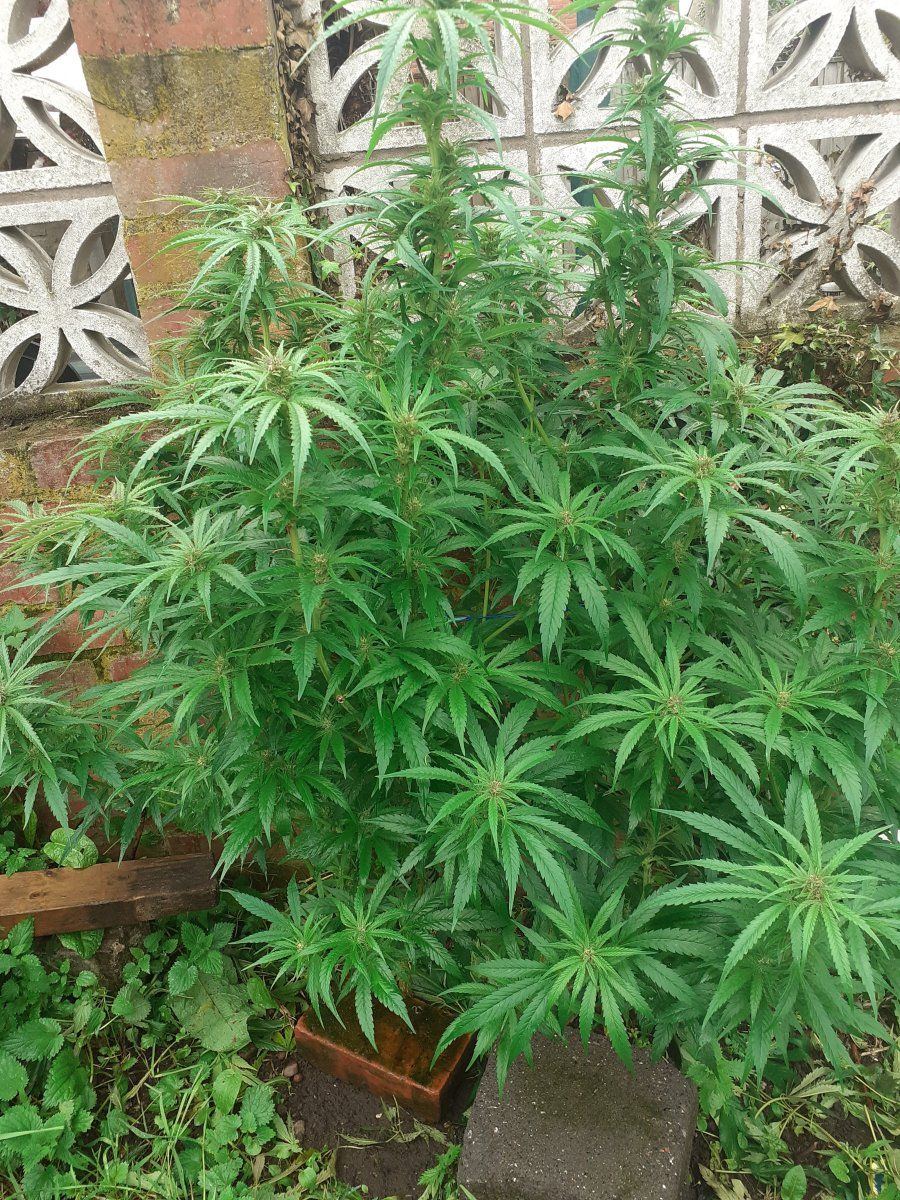 Good or bad  1st time growing n stuck em striaght in the garden beginning of july 4