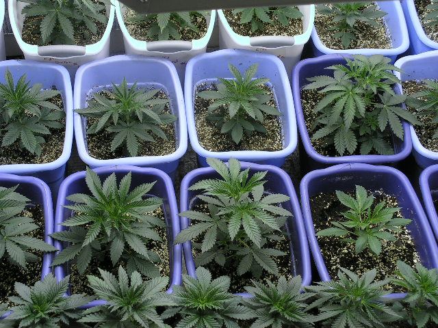 Good shot under HPS d6 veg