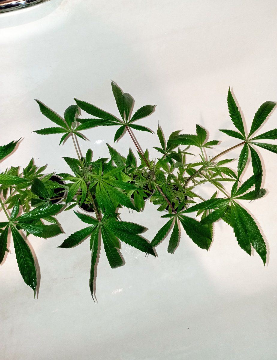 Goodsmellingclones