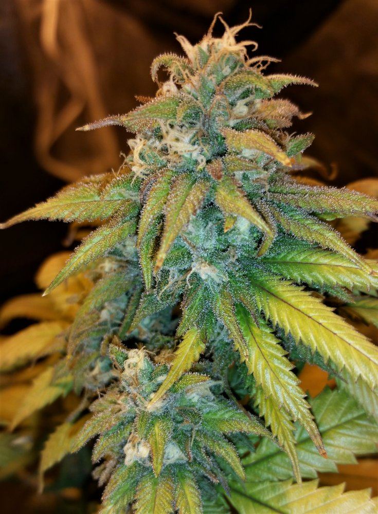 Gooey5