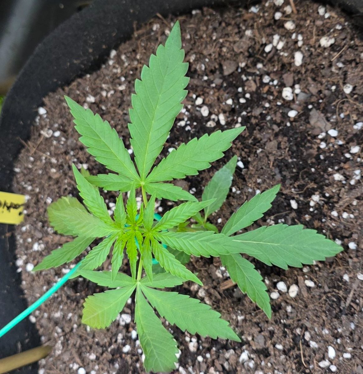 Gorilla auto