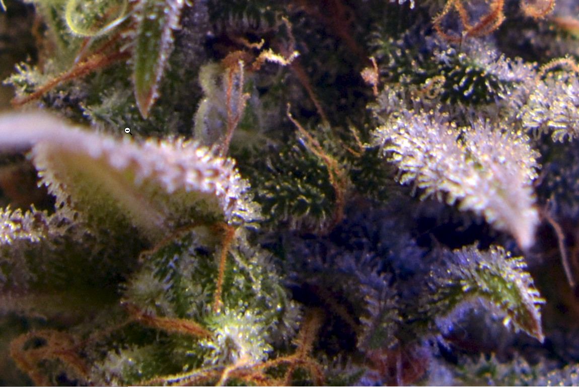 Gorilla Bomb