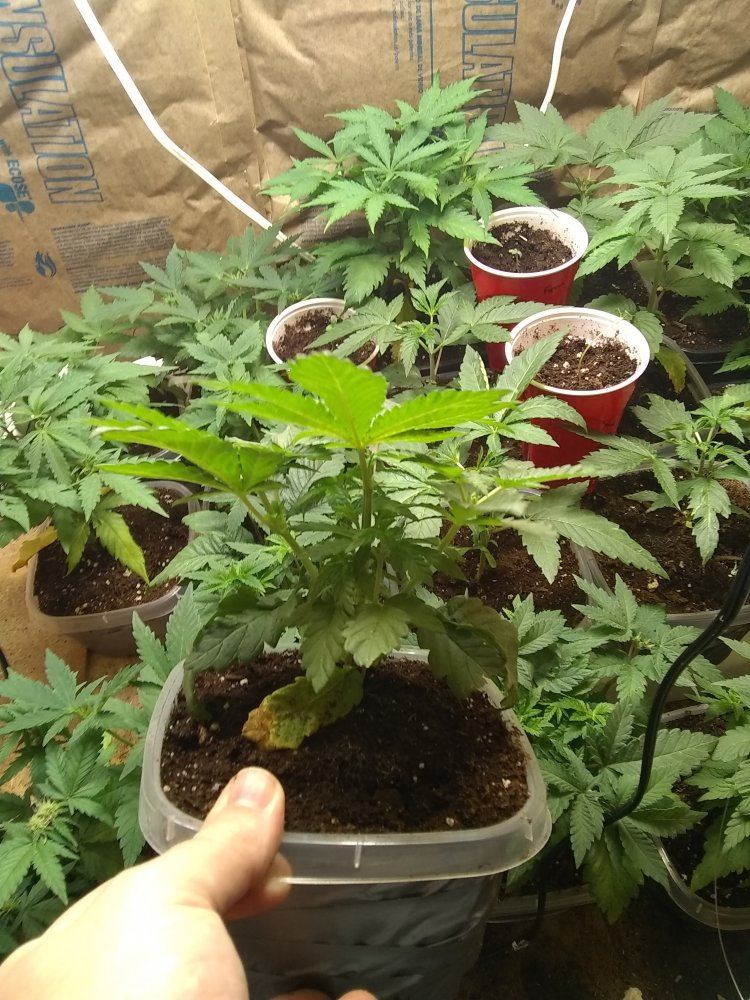 Gorilla bubble bx1f1 6