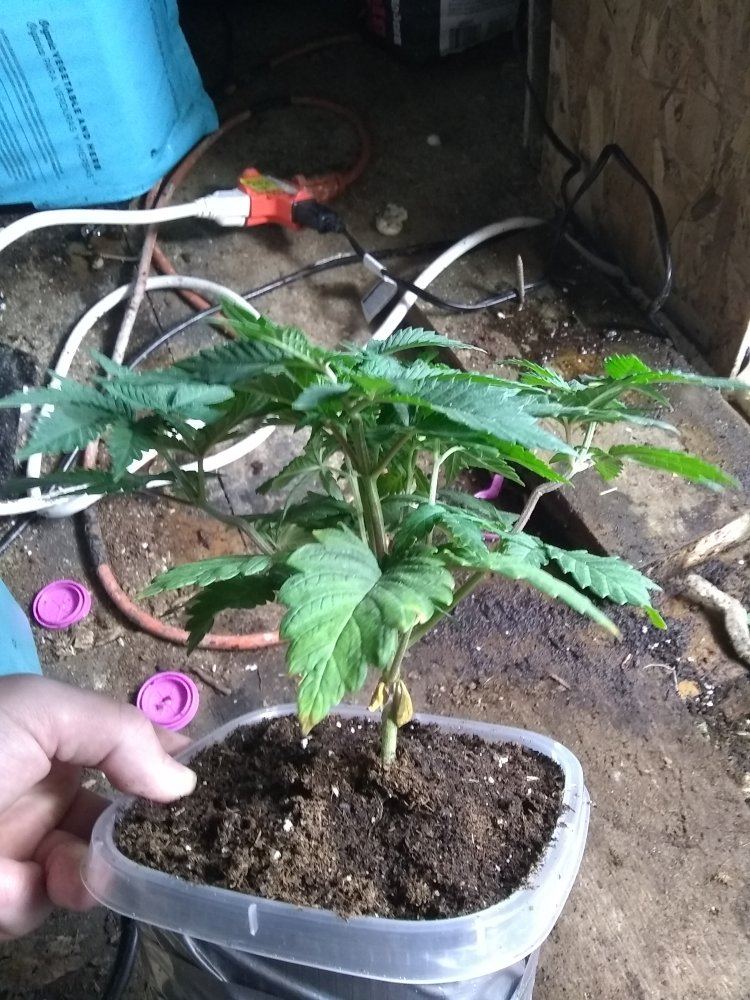 Gorilla bubble bx1f1 8