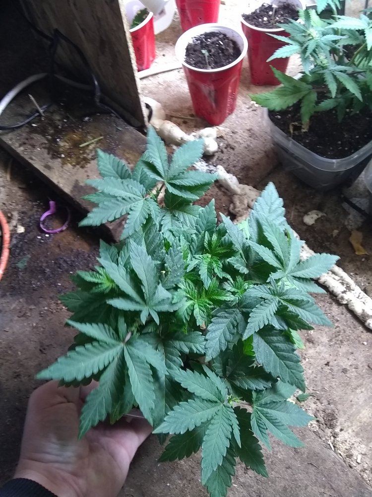 Gorilla bubble bx1f1