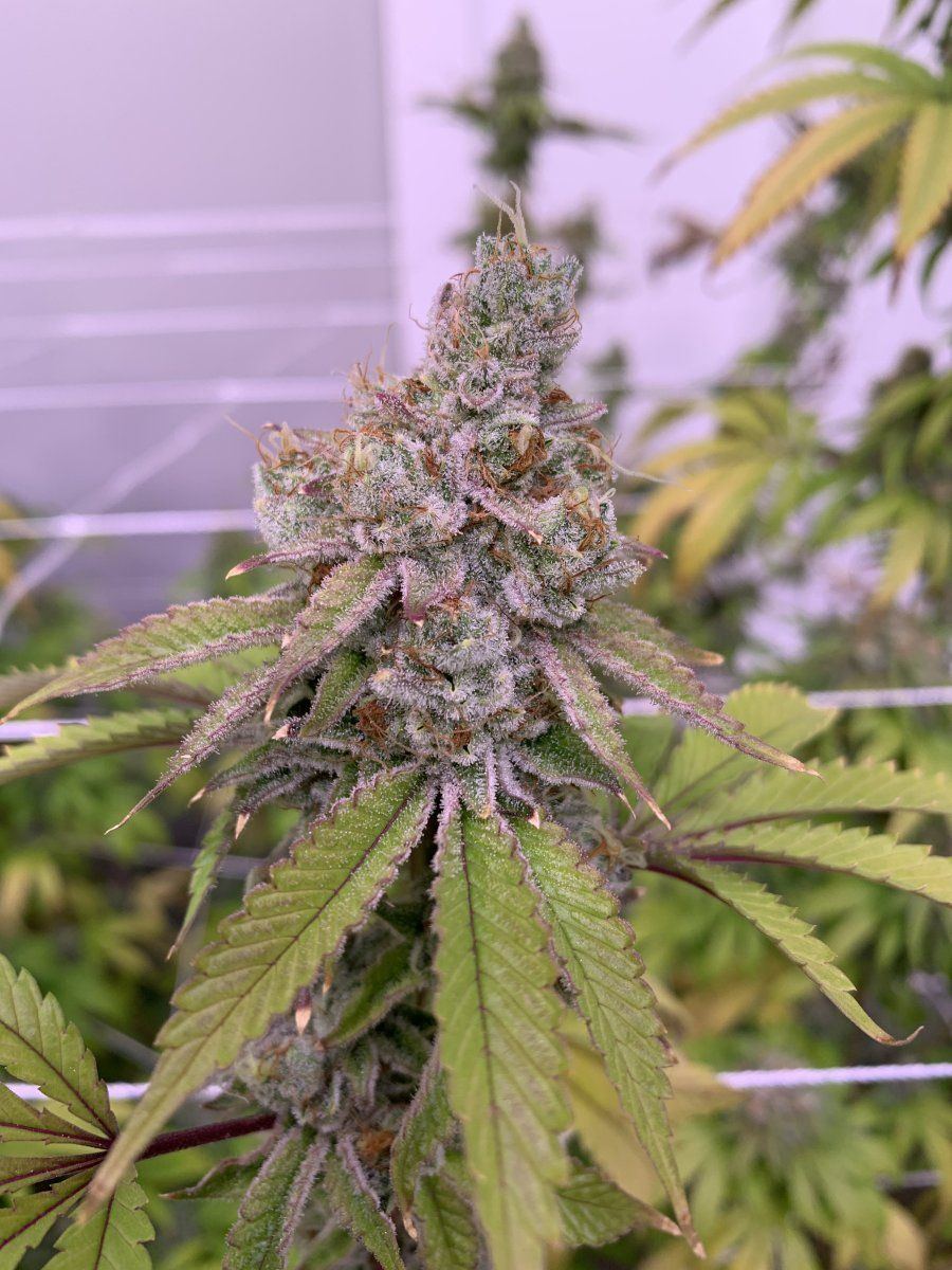 Gorilla Butter F1