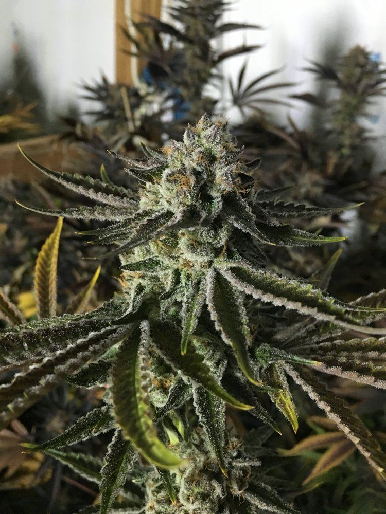 Gorilla cake 3